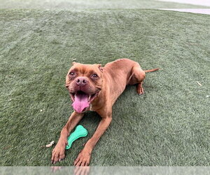 Boxer-Unknown Mix Dogs for adoption in Corona, CA, USA
