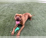 Small Boxer Mix