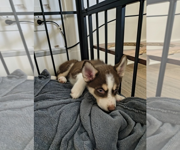 Medium Photo #10 Pomsky Puppy For Sale in CHARLOTTE, NC, USA