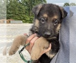 Small Photo #3 German Shepherd Dog Puppy For Sale in CRAB ORCHARD, KY, USA