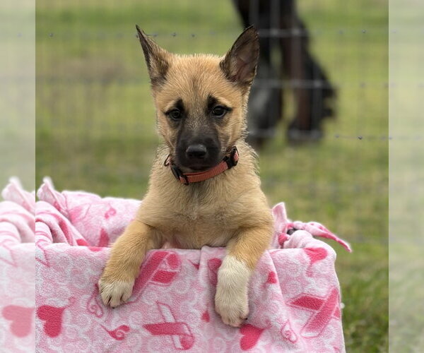 Medium Photo #5 Shollie Puppy For Sale in Sebec, ME, USA
