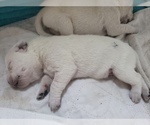 Small Photo #52 Labrador Retriever Puppy For Sale in NEW LENOX, IL, USA
