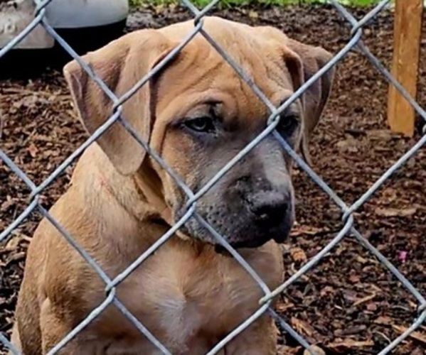 Medium Photo #1 American Bully Puppy For Sale in LYNNWOOD, WA, USA