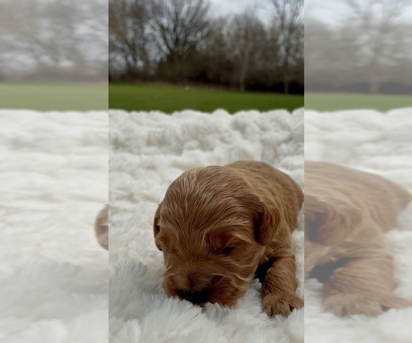 Medium Photo #7 Goldendoodle (Miniature) Puppy For Sale in RANDOLPH, WI, USA