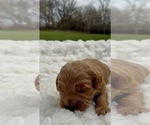 Small Photo #7 Goldendoodle (Miniature) Puppy For Sale in RANDOLPH, WI, USA