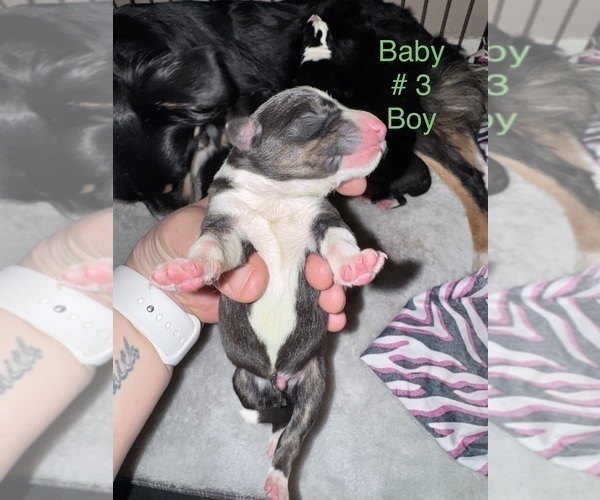 Medium Photo #10 Border-Aussie Puppy For Sale in MADRID, IA, USA