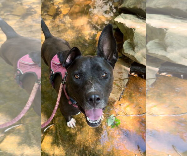 Medium Photo #3 Mutt Puppy For Sale in Chattanooga, TN, USA