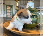 Small Photo #8 Pembroke Welsh Corgi Puppy For Sale in WEATHERFORD, TX, USA