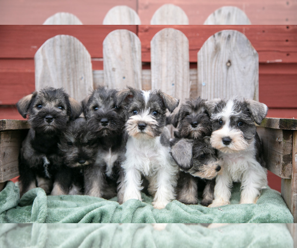Medium Photo #1 Schnauzer (Miniature) Puppy For Sale in TOPEKA, IN, USA