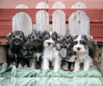 Small Photo #1 Schnauzer (Miniature) Puppy For Sale in TOPEKA, IN, USA