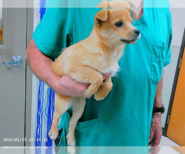 Medium Photo #1 Cairanian Puppy For Sale in Oroville, CA, USA
