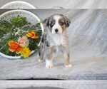 Puppy 2 Cavalier King Charles Spaniel-Miniature Australian Shepherd Mix