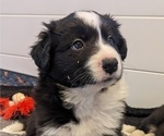 Small Photo #4 Border Collie Puppy For Sale in HARRISON, ID, USA