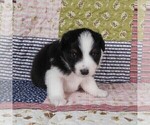 Small Photo #59 Miniature Australian Shepherd Puppy For Sale in HARRISON, OH, USA