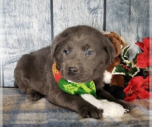 Labrador Retriever Puppy for sale in GRABILL, IN, USA