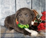 Small Photo #1 Labrador Retriever Puppy For Sale in GRABILL, IN, USA
