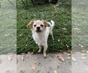 Medium Chihuahua Mix