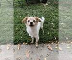 Small Chihuahua Mix