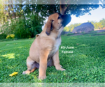 Small #19 American Mastiff-Saint Bernard Mix