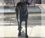 Small #14 Labrador Retriever-Retriever  Mix