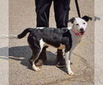 Small #1 American Staffordshire Terrier-English Springer Spaniel Mix