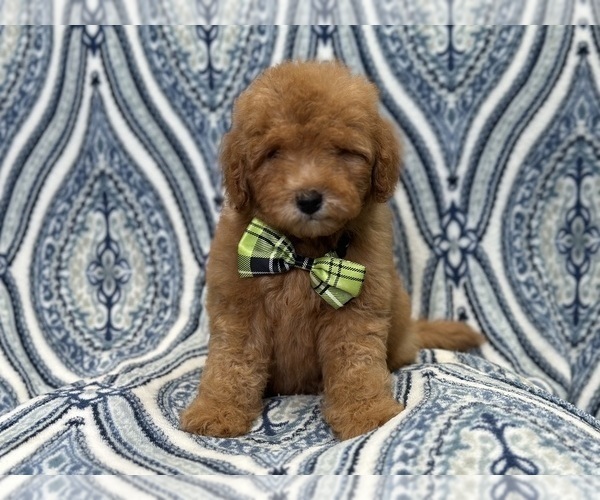 Medium Photo #3 Goldendoodle (Miniature) Puppy For Sale in LAKELAND, FL, USA