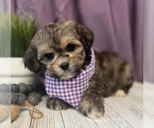 Lhasa-Poo Puppy for sale in ORO VALLEY, AZ, USA