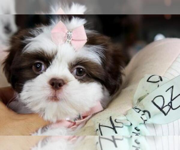 Medium Photo #5 Shih Tzu Puppy For Sale in FORT LAUDERDALE, FL, USA