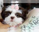 Small #4 Shih Tzu