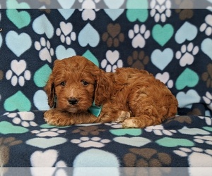 Cock-A-Poo Puppy for sale in NOTTINGHAM, PA, USA