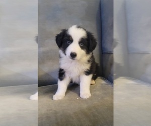 Australian Shepherd Puppy for sale in INDIANAPOLIS, IN, USA