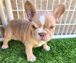 Small #3 French Bulldog