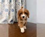 Small #19 Cavapoo (Miniature)