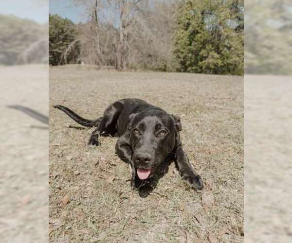 Medium Photo #2 Shepradors Puppy For Sale in Attalka, AL, USA