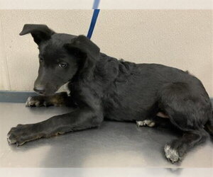 Border Collie-Unknown Mix Dogs for adoption in Visalia, CA, USA