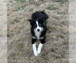 Small Photo #1 Miniature Australian Shepherd Puppy For Sale in BROOKER, FL, USA