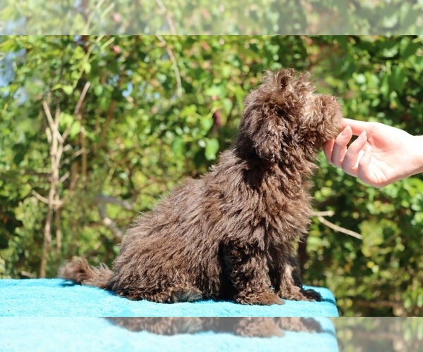 Medium Photo #6 ShihPoo Puppy For Sale in DYERSBURG, TN, USA