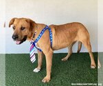 Small #5 Rhodesian Ridgeback Mix