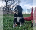 Small Photo #3 Aussiedoodle Miniature  Puppy For Sale in COUCH, MO, USA