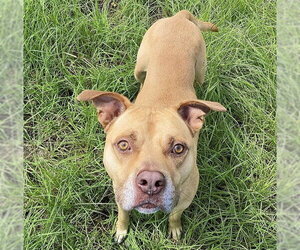 Staffordshire Bull Terrier Dogs for adoption in Ocala, FL, USA