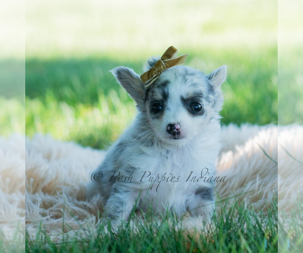 Medium Photo #73 Chihuahua Puppy For Sale in WARSAW, IN, USA