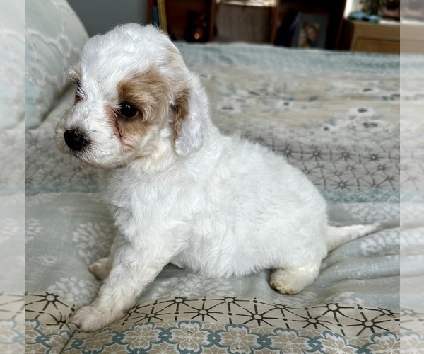 Medium Photo #31 Goldendoodle (Miniature) Puppy For Sale in PENSACOLA, FL, USA