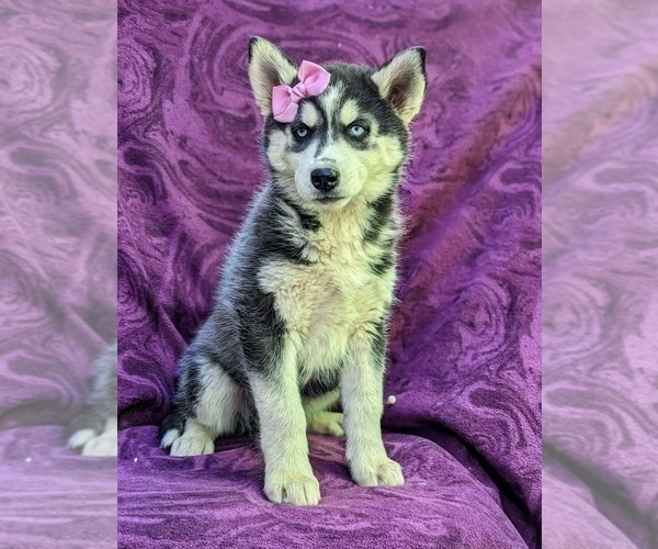 Medium Photo #2 Siberian Husky Puppy For Sale in QUARRYVILLE, PA, USA