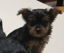 Small Photo #14 Yorkshire Terrier Puppy For Sale in SUWANEE, GA, USA