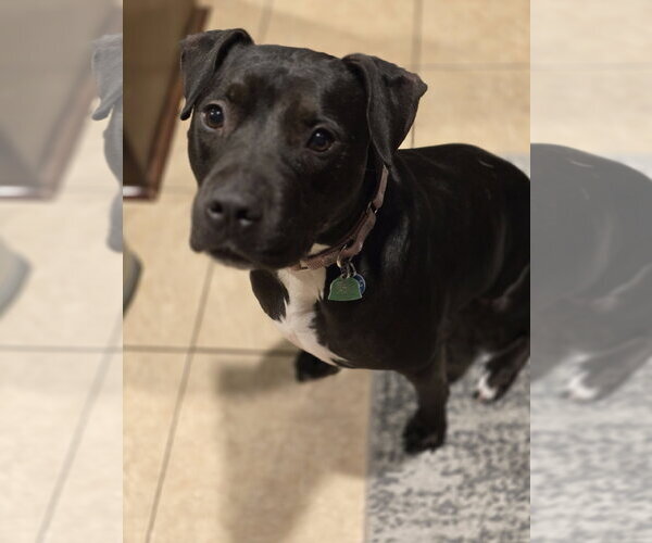 Medium Photo #8 American Pit Bull Terrier-Unknown Mix Puppy For Sale in Rosenberg, TX, USA