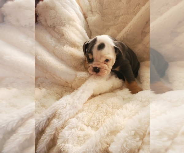 Medium Photo #6 English Bulldog Puppy For Sale in ALBUQUERQUE, NM, USA