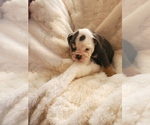 Small Photo #6 English Bulldog Puppy For Sale in ALBUQUERQUE, NM, USA