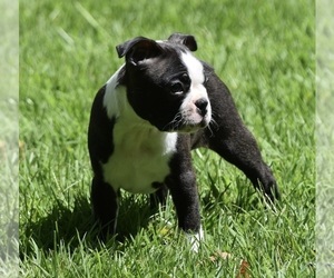 Boston Terrier Puppy for sale in WILLIAMSBURG, VA, USA