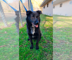 Small Photo #8 Norwegian Elkhound-Schipperke Mix Puppy For Sale in Doylestown, PA, USA