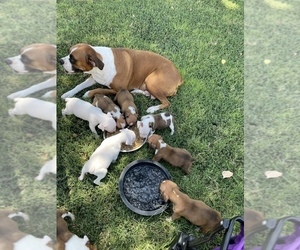 Boxer Puppy for sale in ANTHONY, NM, USA